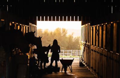 A stablehand caring for their horses inside a barn.